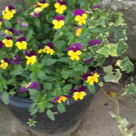 Oscar Park Farm York